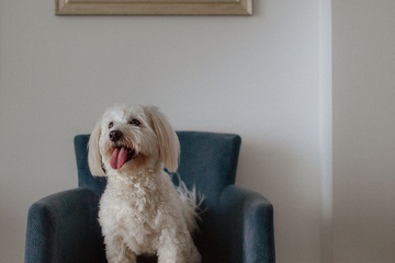 Pet-friendly