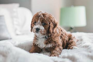 Pet Friendly 59 of 61