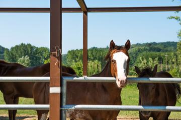 Horseback riding