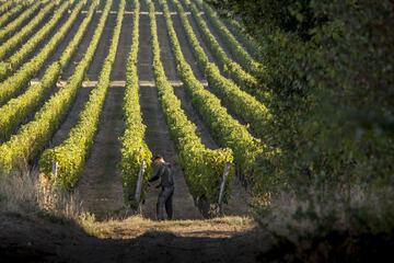 Vineyard