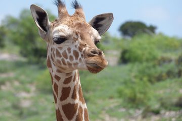 Game viewing