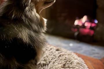 Pet-friendly
