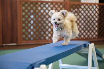 Pet-friendly amenities