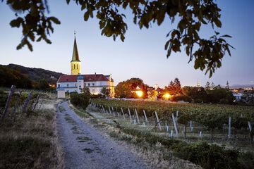 Vineyard
