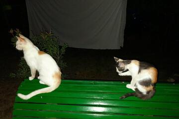 Photo 68