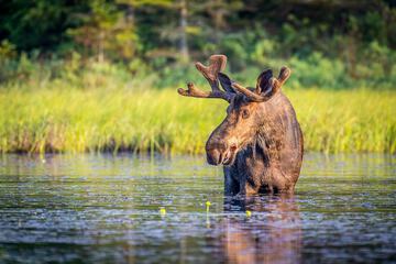 Game viewing
