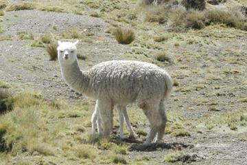 Photo 46