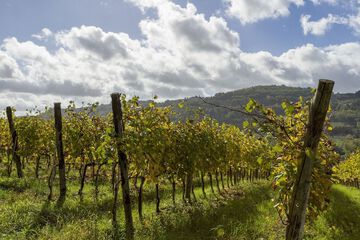 Vineyard