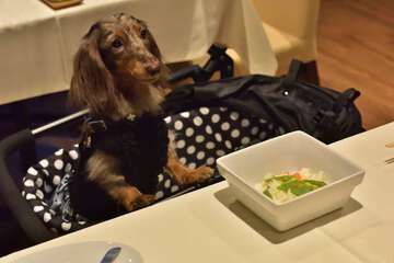 Pet-friendly