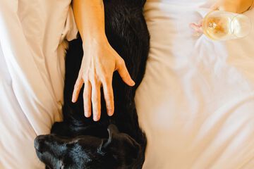 Pet-friendly