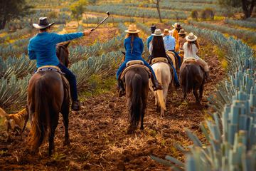 Horseback riding