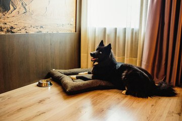 Pet-friendly amenities