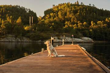 Pet-friendly amenities