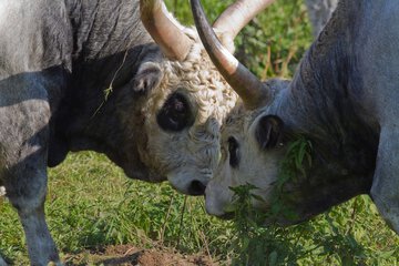 Game viewing