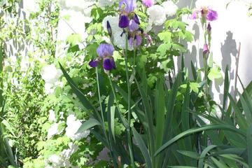 Photo 48