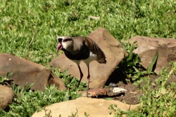 Game viewing