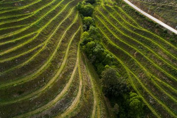 Vineyard