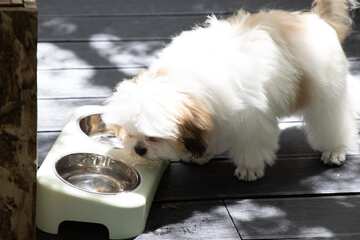 Pet-friendly