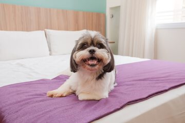 Pet-friendly amenities