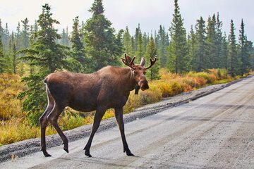 Game viewing