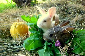 Photo 54