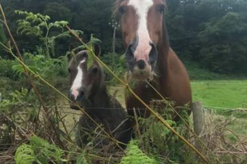 Horseback riding
