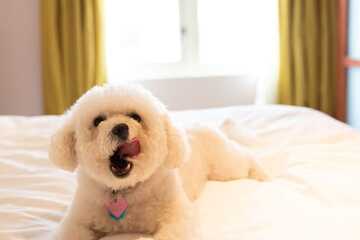 Pet Friendly 57 of 66
