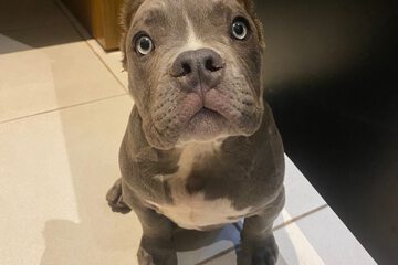 Pet-friendly