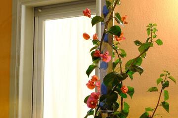 Photo 80