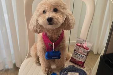Pet-friendly amenities