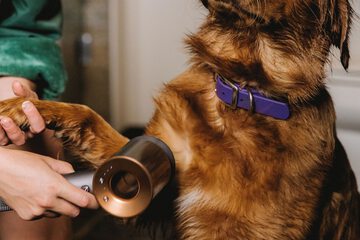 Pet-friendly