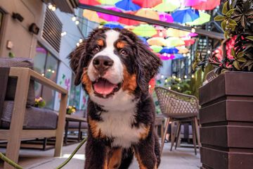 Pet Friendly 81 of 83