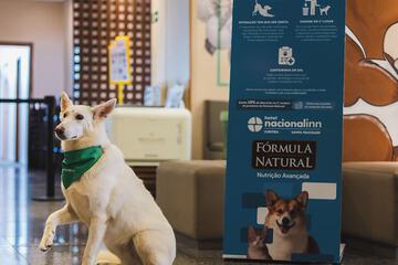 Pet-friendly amenities