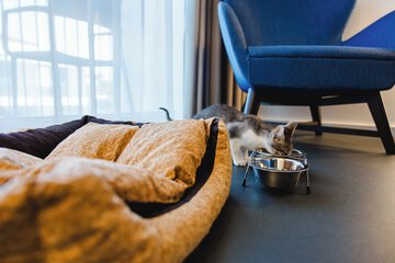Pet-friendly