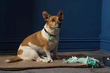 Pet-friendly