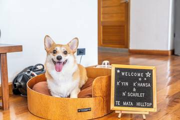 Pet-friendly