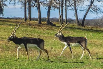 Game viewing
