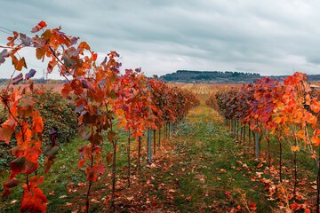 Vineyard