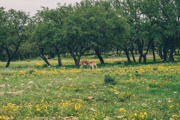 Safari