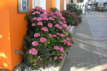 Photo 32