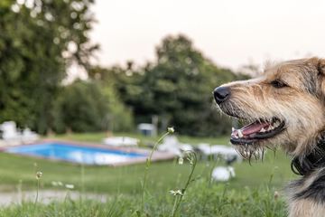 Pet-friendly