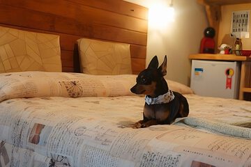 Pet-friendly