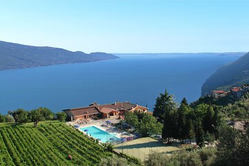 Vineyard