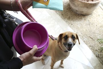 Pet-friendly