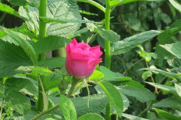 Photo 38