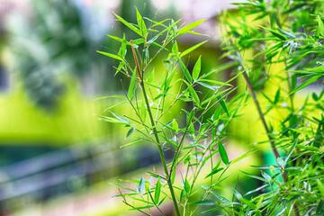 Photo 44