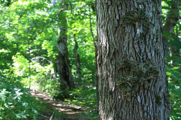 Hiking