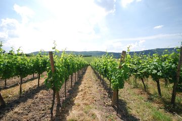 Vineyard view