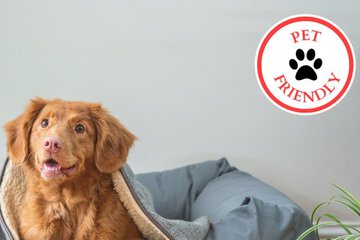 Pet-friendly
