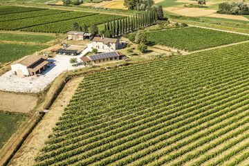 Vineyard